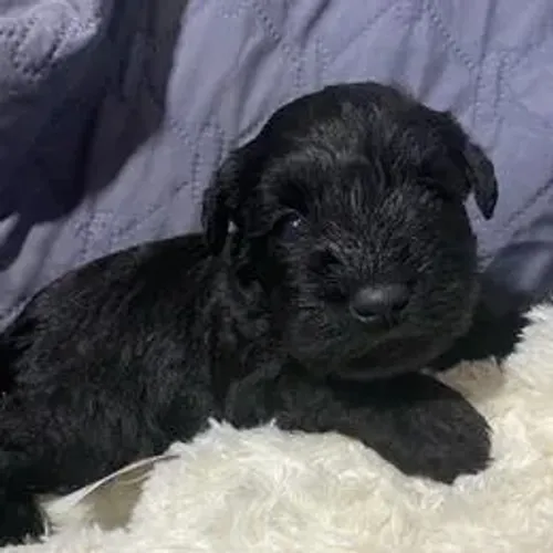 Schnauzer,Schnauzer Filhote Vacinado e Vermifugado
