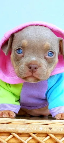Exotic Bully Micro 