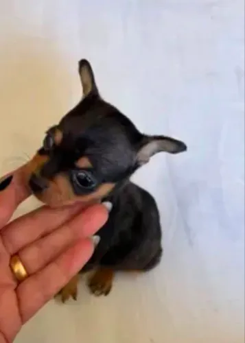 Pinscher fêmea 00 mini