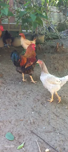 Galinha caipira