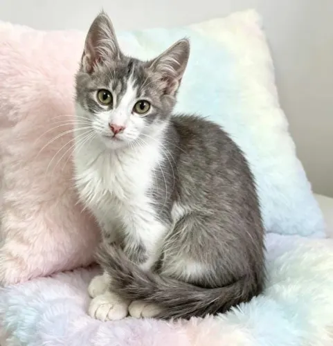 Doação responsável