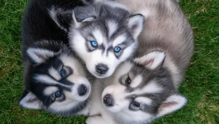 Husky siberiano com olhos marcantes