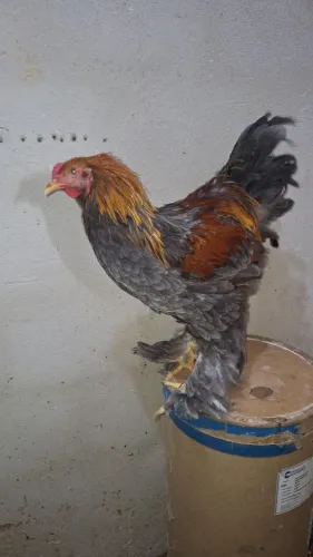 Frango brahma Perdiz azul.