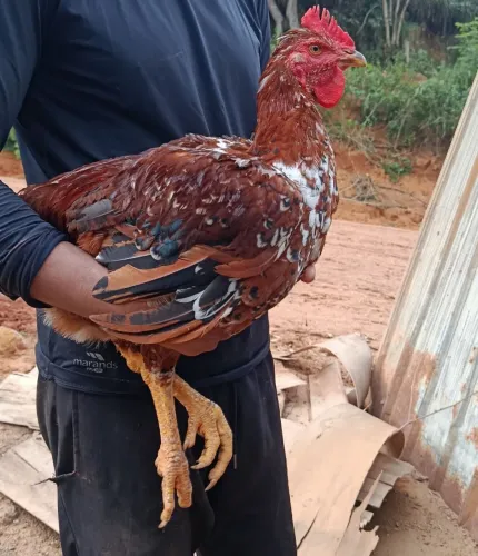 GSB Sertanejo Balão