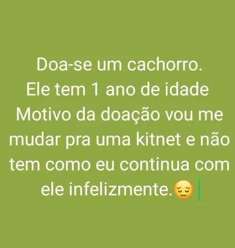 Doa-se um cachorro.