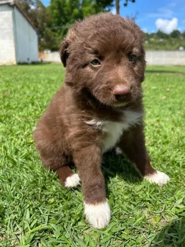 Filhote border collie, Eles já estão prontos para te amar!