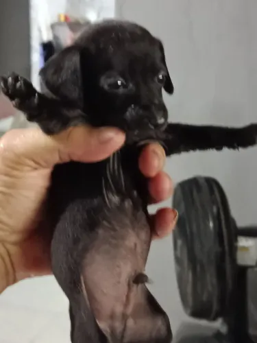 Filho de salsichinha com Pincher