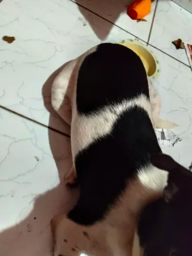 Estou vendendo uma cachorrinha de estimaçao