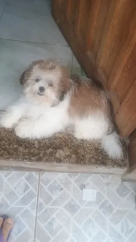 Shitzu fêmea 9 meses 