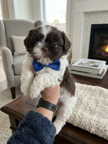 Shihtzu machinho já vacinado