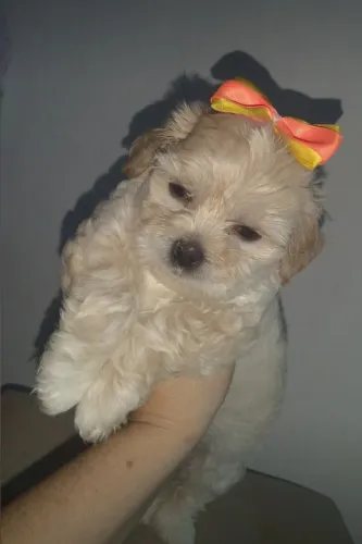 Filhote Poodle