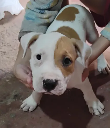 Filhote Pit Bull Fêmea