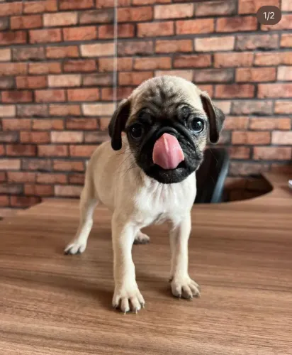 Pug