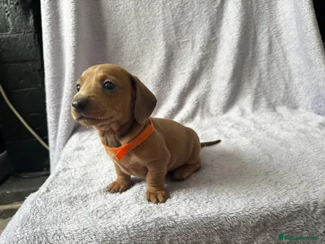 Filhotinhos dachshund/teckel/basset/salsicha/cofap saudável e ativo