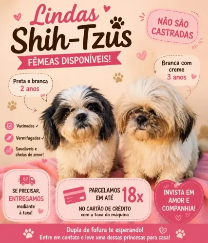 fêmeas da raça Shih-tzu disponível