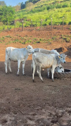 LOTE DE GADO/NOVILHA