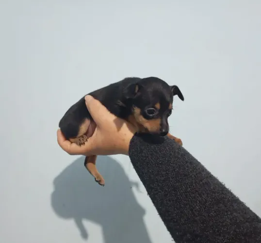 Vendo cachorrinho pincher macho tamanho n.1 valor 1.300.00 falar com Denise *
