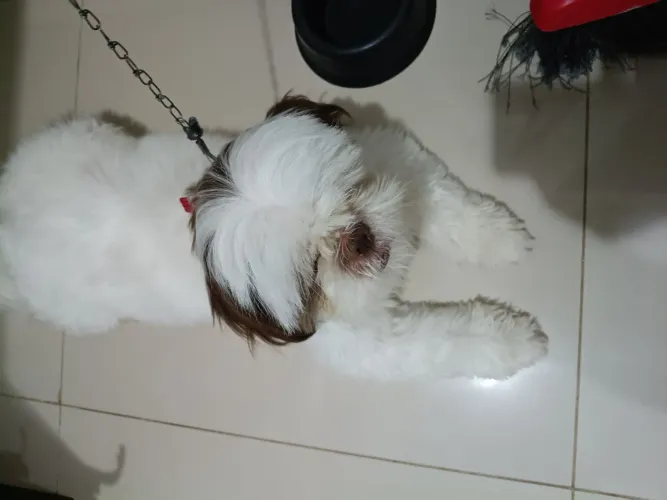 Shitizu 1ano e meio puro