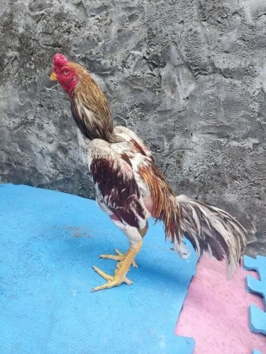Frango