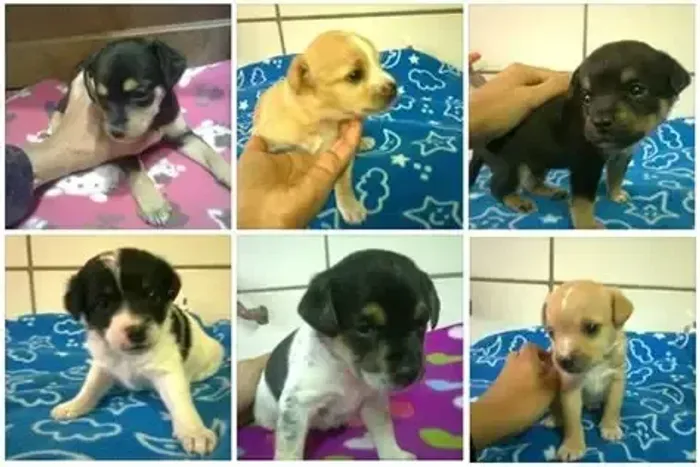 pinscher x chihuahua Leve pureza e carinho incondicional para o seu lar. Chama 9.9751.6491