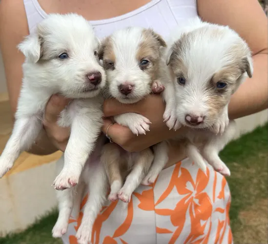 MACHOS - VENDE-SE BORDER COLLIE PEDIGREE