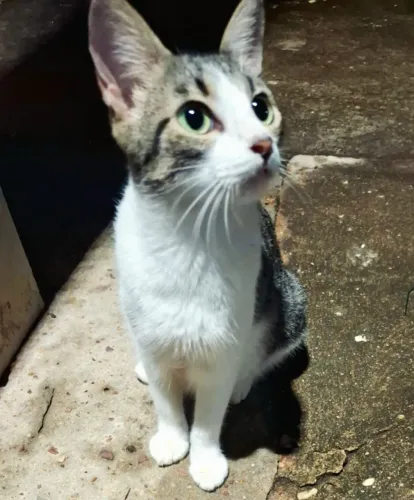 Linda gatinha para adoção responsável. 