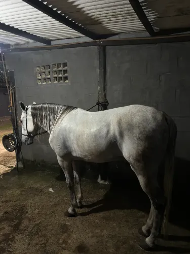 Vendo/troco garanhão