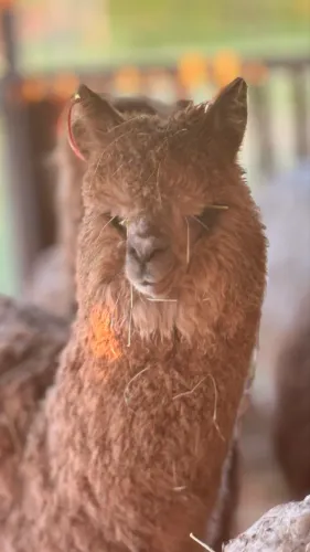 Alpaca Fêmea Possivelmente Prenha 