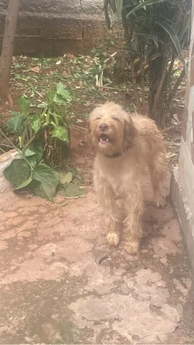 Doa se cachorra com 1 ano