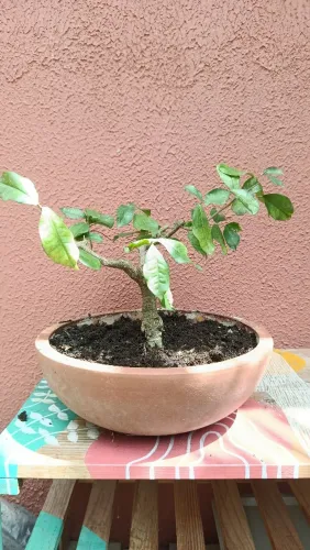 Bonsai de Acerola 6 anos