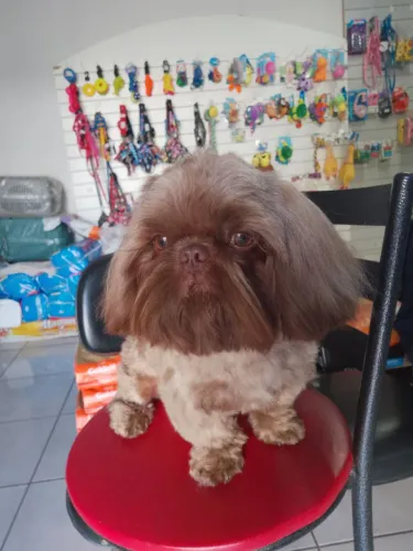 VENDO CRUZA SHIH TZU MACHO 