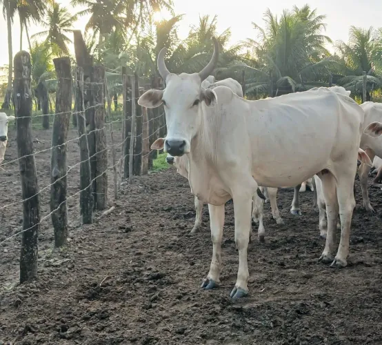 Vaca Nelore