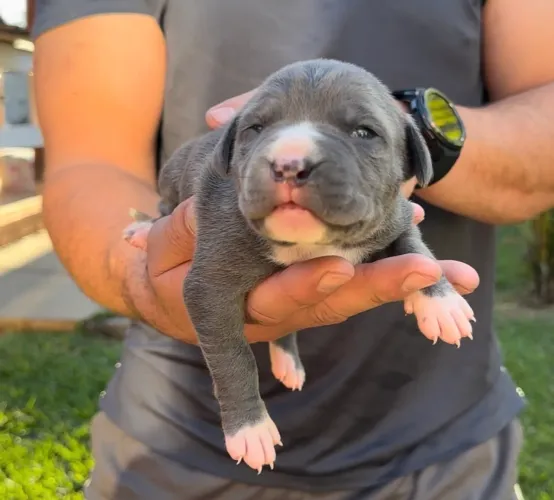 ? Filhotes de American Bully XL ? Linhagem Selecionada ?