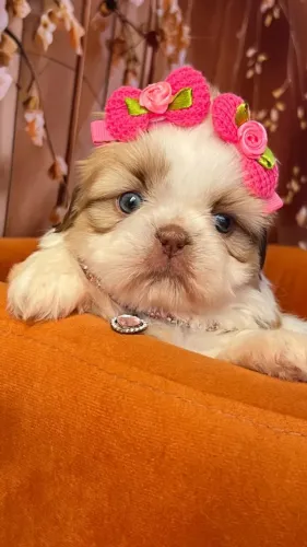 Lindos filhotes de Shih Tzu