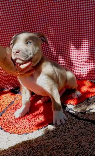 Filhote pitbull macho