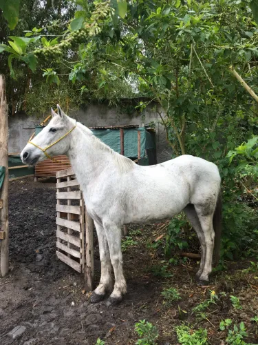 Cavalo tordilho mangalarga marchador R$ 6.500