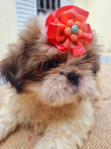 Shit Zu Fêmea mini com 60 dias última