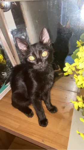 Gata fêmea para adoção 