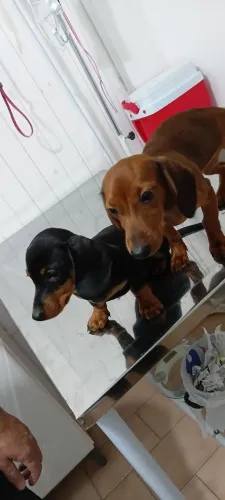 Daschound casal