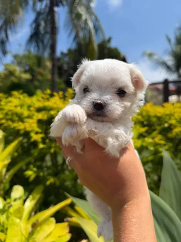 Maltês pelagem branca, temperamento doce!
