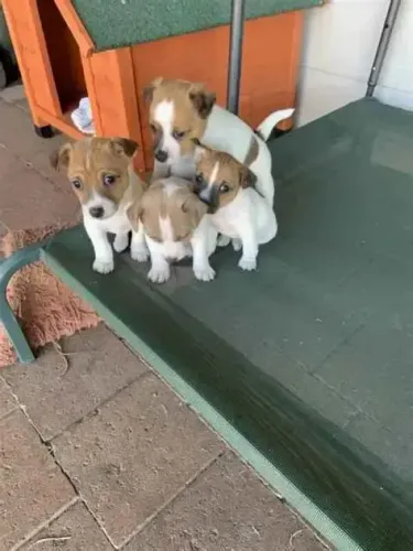 pequenos filhotes