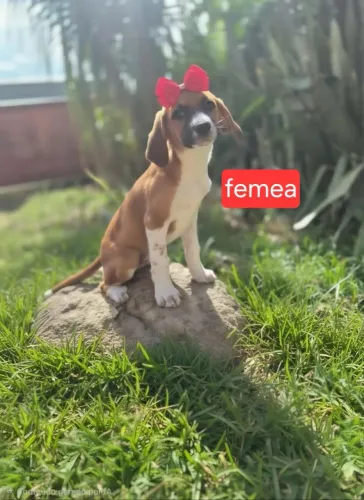 Filhotes para adoção!!!