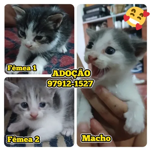 GATOS PARA ADOÇÃO
