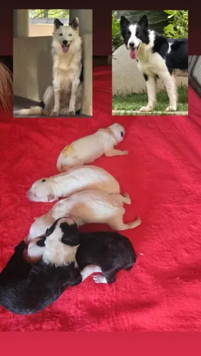 Border Collie