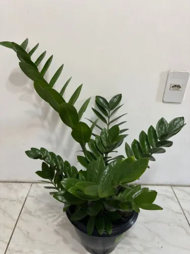 Zamiolcuca