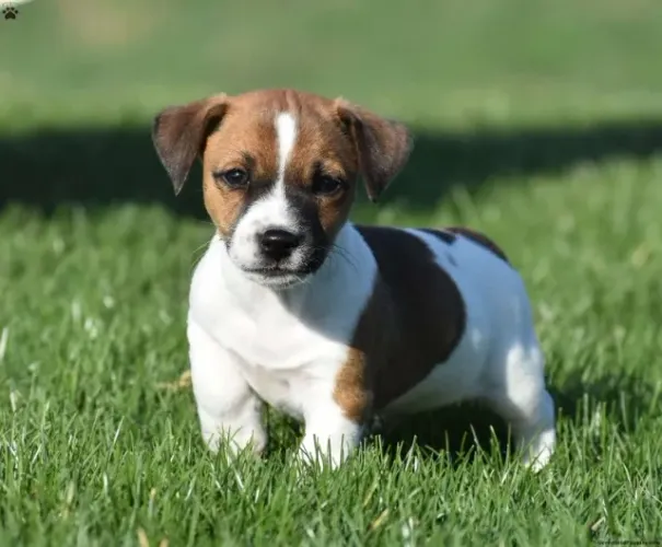 ?Últimos filhotes de Jack Russell disponíveis?