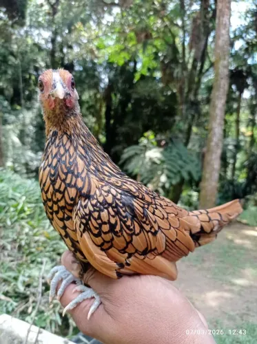 Galinha Sebright