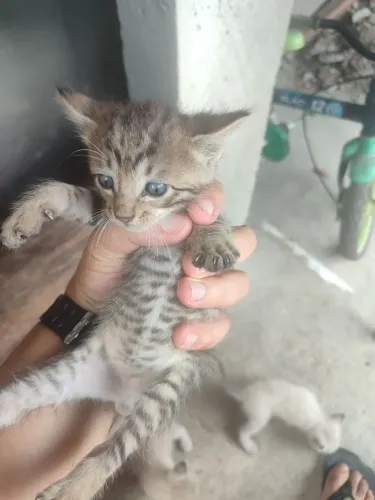 Doação de filhotes de gatos.