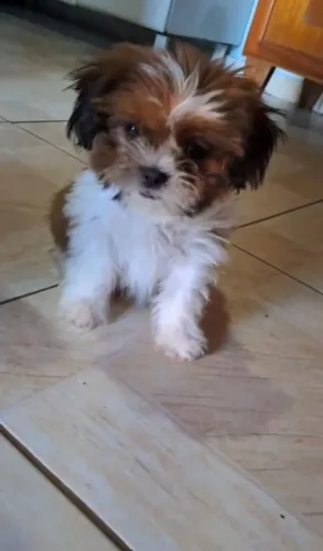 ? Shih Tzu Macho à Venda - 3 Meses, Brincalhão e Amoroso ?