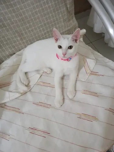 gato para doação